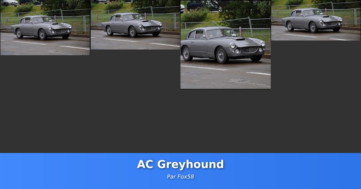 AC Greyhound - Galerie de Fox58